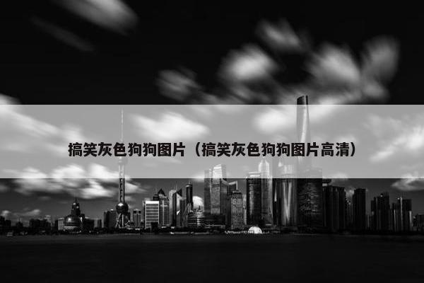 搞笑灰色狗狗图片（搞笑灰色狗狗图片高清）