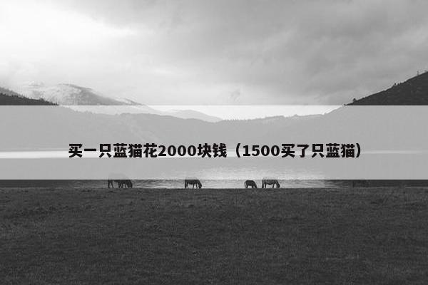 买一只蓝猫花2000块钱（1500买了只蓝猫）