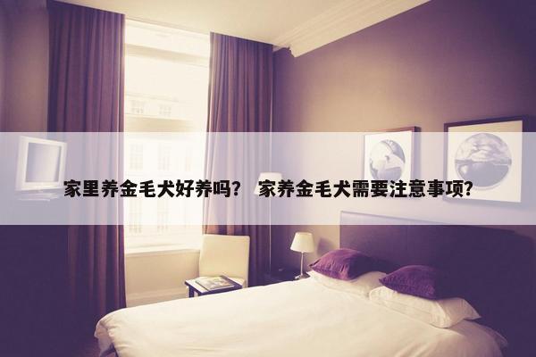 家里养金毛犬好养吗？ 家养金毛犬需要注意事项？