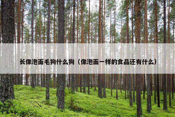 长像泡面毛狗什么狗（像泡面一样的食品还有什么）