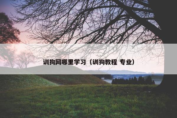 训狗网哪里学习（训狗教程 专业）