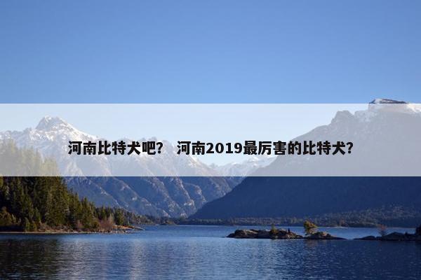 河南比特犬吧? 河南2019最厉害的比特犬? 河南比特犬吧? 河南2019最厉害的比特犬?