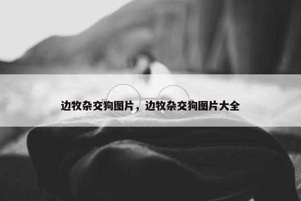 边牧杂交狗图片，边牧杂交狗图片大全