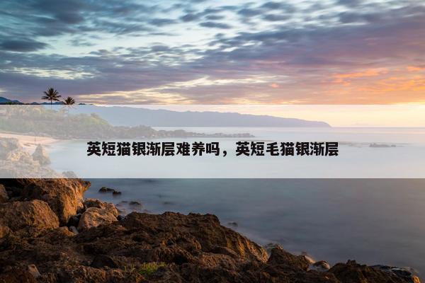 英短猫银渐层难养吗，英短毛猫银渐层