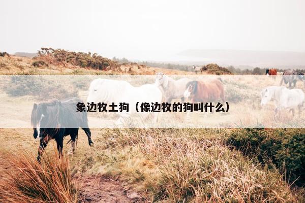 象边牧土狗（像边牧的狗叫什么）