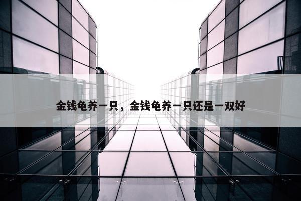 金钱龟养一只，金钱龟养一只还是一双好