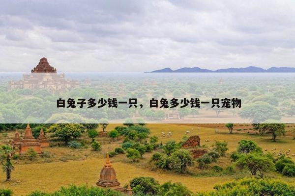 白兔子多少钱一只，白兔多少钱一只宠物