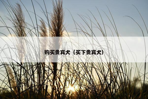 购买贵宾犬（买下贵宾犬）