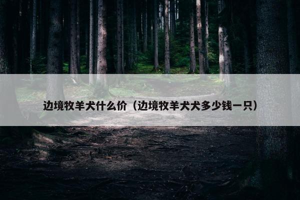 边境牧羊犬什么价（边境牧羊犬犬多少钱一只）