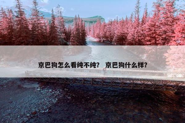 京巴狗怎么看纯不纯？ 京巴狗什么样？
