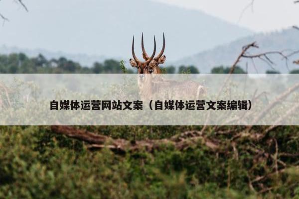 自媒体运营网站文案（自媒体运营文案编辑）