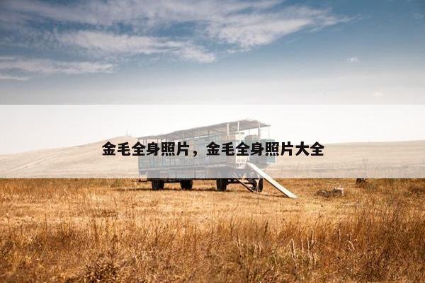 金毛全身照片，金毛全身照片大全