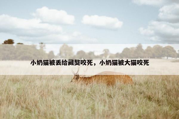 小奶猫被丢给藏獒咬死，小奶猫被大猫咬死