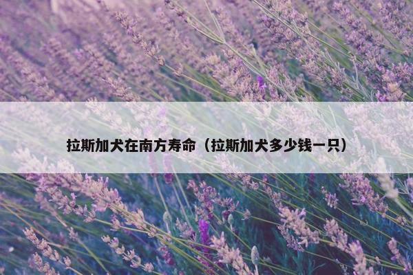 拉斯加犬在南方寿命（拉斯加犬多少钱一只）