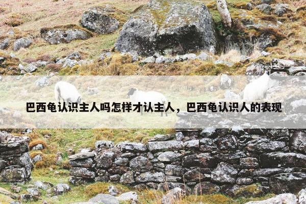 巴西龟认识主人吗怎样才认主人，巴西龟认识人的表现