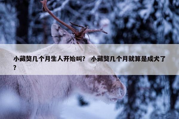 小藏獒几个月生人开始叫？ 小藏獒几个月就算是成犬了？