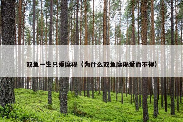 双鱼一生只爱摩羯（为什么双鱼摩羯爱而不得）