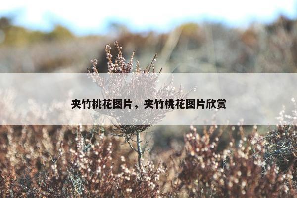 夹竹桃花图片，夹竹桃花图片欣赏