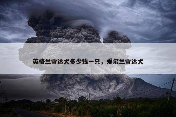 英格兰雪达犬多少钱一只，爱尔兰雪达犬