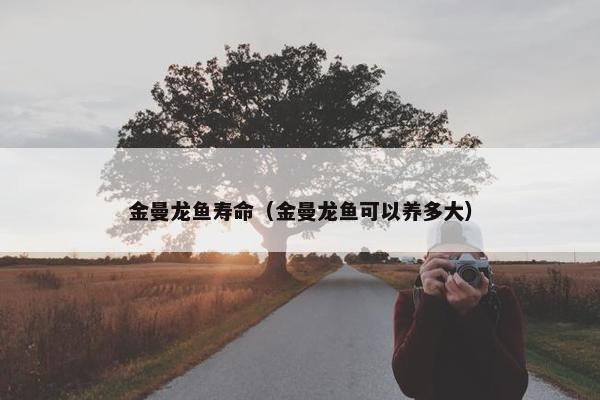 金曼龙鱼寿命（金曼龙鱼可以养多大）