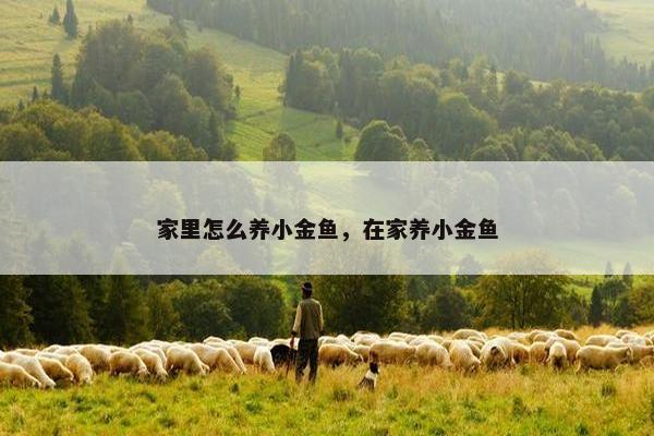 家里怎么养小金鱼，在家养小金鱼