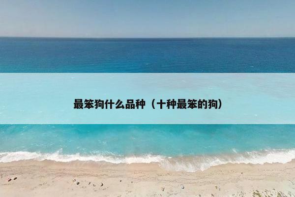 最笨狗什么品种（十种最笨的狗）