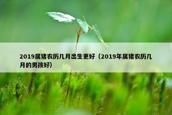 2019属猪农历几月出生更好（2019年属猪农历几月的男孩好）