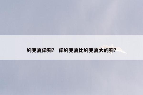 约克夏像狗？ 像约克夏比约克夏大的狗？