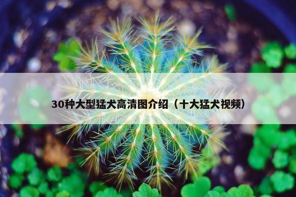 30种大型猛犬高清图介绍（十大猛犬视频）
