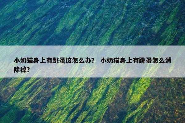 小奶猫身上有跳蚤该怎么办？ 小奶猫身上有跳蚤怎么消除掉？
