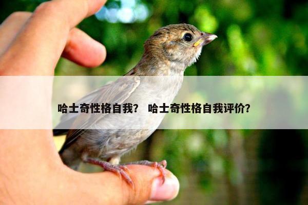哈士奇性格自我？ 哈士奇性格自我评价？