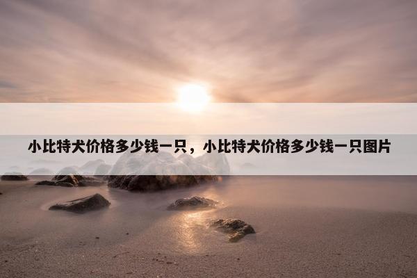 小比特犬价格多少钱一只，小比特犬价格多少钱一只图片