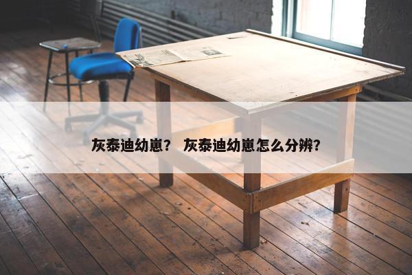 灰泰迪幼崽？ 灰泰迪幼崽怎么分辨？