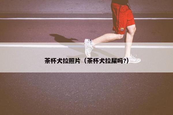 茶杯犬拉照片（茶杯犬拉屎吗?）