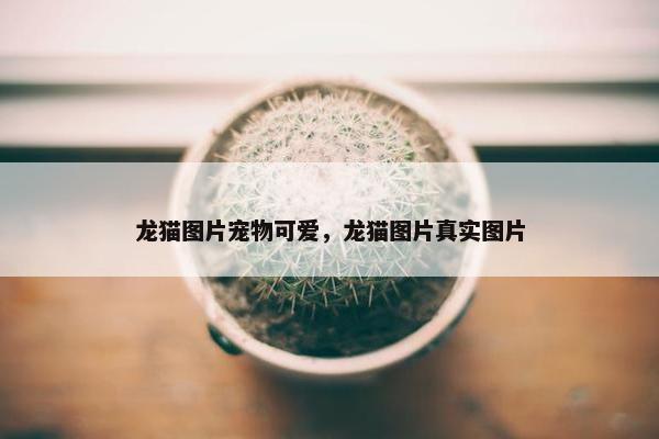 龙猫图片宠物可爱，龙猫图片真实图片