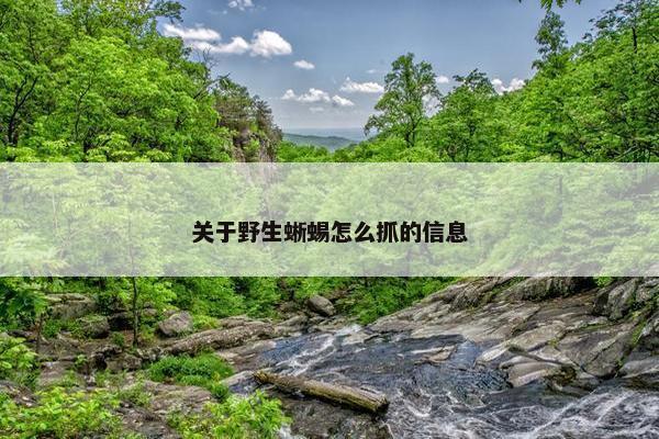 关于野生蜥蜴怎么抓的信息