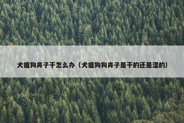 犬瘟狗鼻子干怎么办（犬瘟狗狗鼻子是干的还是湿的）