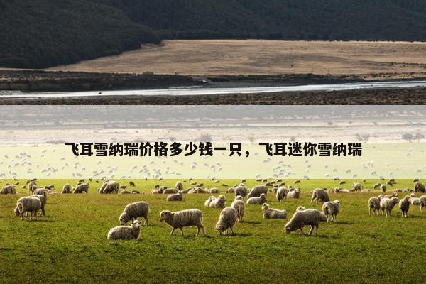 飞耳雪纳瑞价格多少钱一只，飞耳迷你雪纳瑞