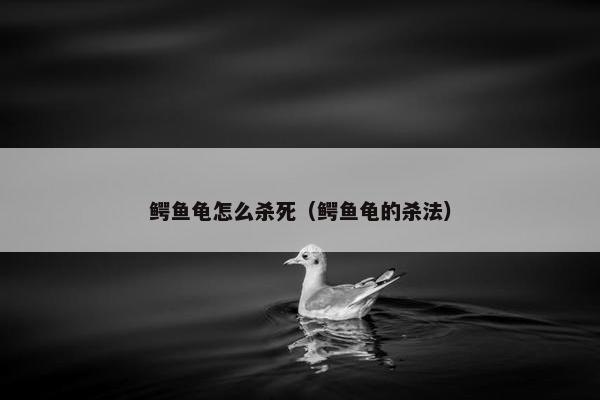 鳄鱼龟怎么杀死（鳄鱼龟的杀法）