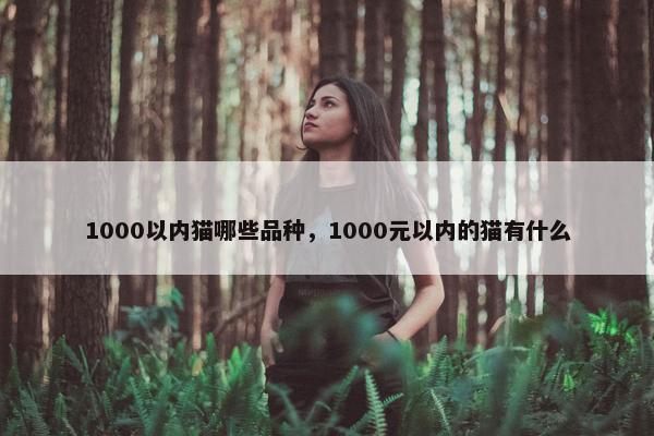 1000以内猫哪些品种，1000元以内的猫有什么