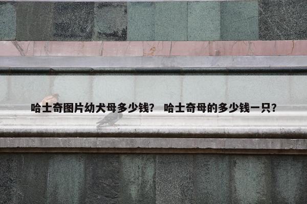 哈士奇图片幼犬母多少钱？ 哈士奇母的多少钱一只？