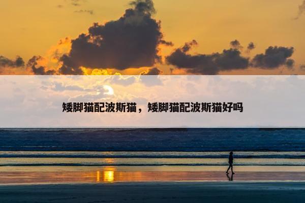 矮脚猫配波斯猫，矮脚猫配波斯猫好吗