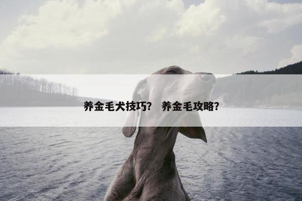 养金毛犬技巧？ 养金毛攻略？