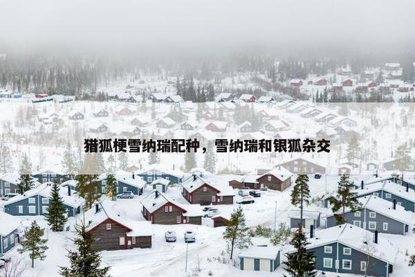 猎狐梗雪纳瑞配种，雪纳瑞和银狐杂交