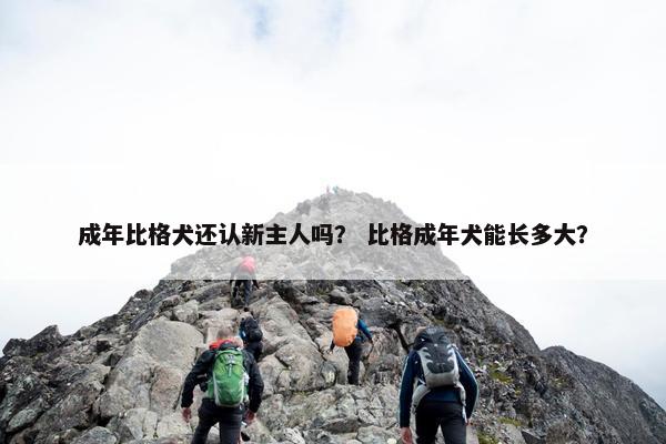 成年比格犬还认新主人吗？ 比格成年犬能长多大？