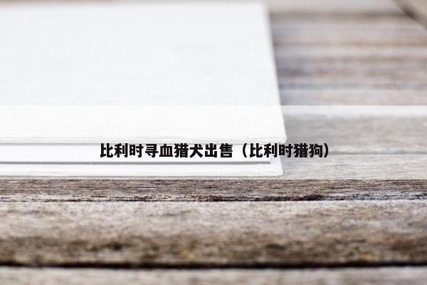 比利时寻血猎犬出售（比利时猎狗）