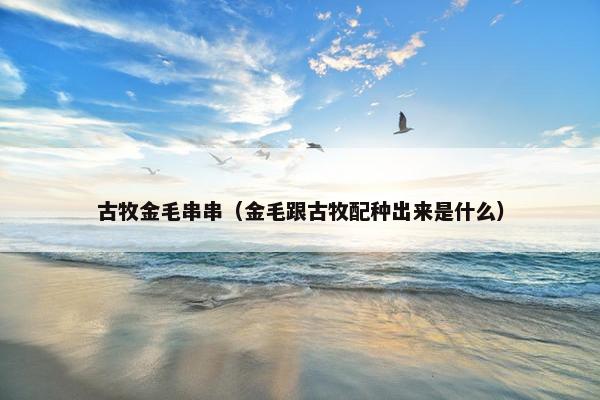 古牧金毛串串（金毛跟古牧配种出来是什么）