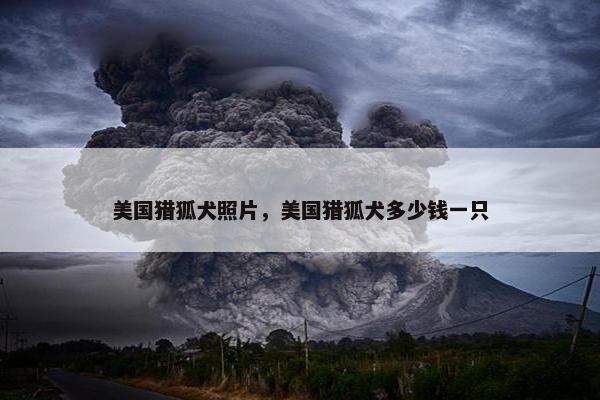 美国猎狐犬照片，美国猎狐犬多少钱一只