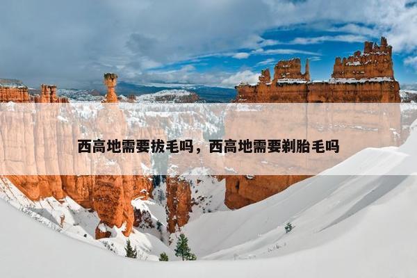 西高地需要拔毛吗,西高地需要剃胎毛吗 西高地需要拔毛吗,西高地需要剃胎毛吗
