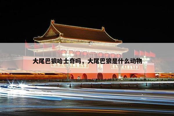 大尾巴狼哈士奇吗，大尾巴狼是什么动物